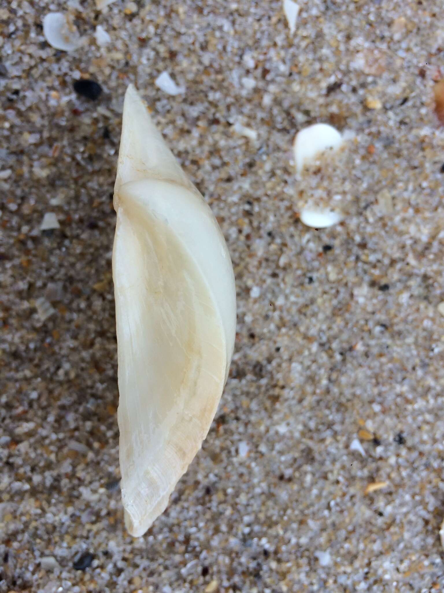 Image of winged surfclam