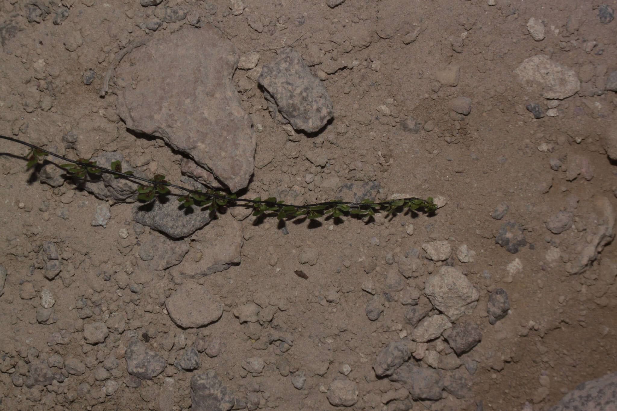 Image of Asplenium triphyllum C. Presl