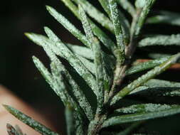 Image of Bouteille's fellhanera lichen