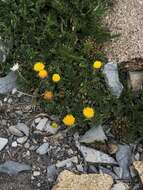 Image of depauperate fleabane