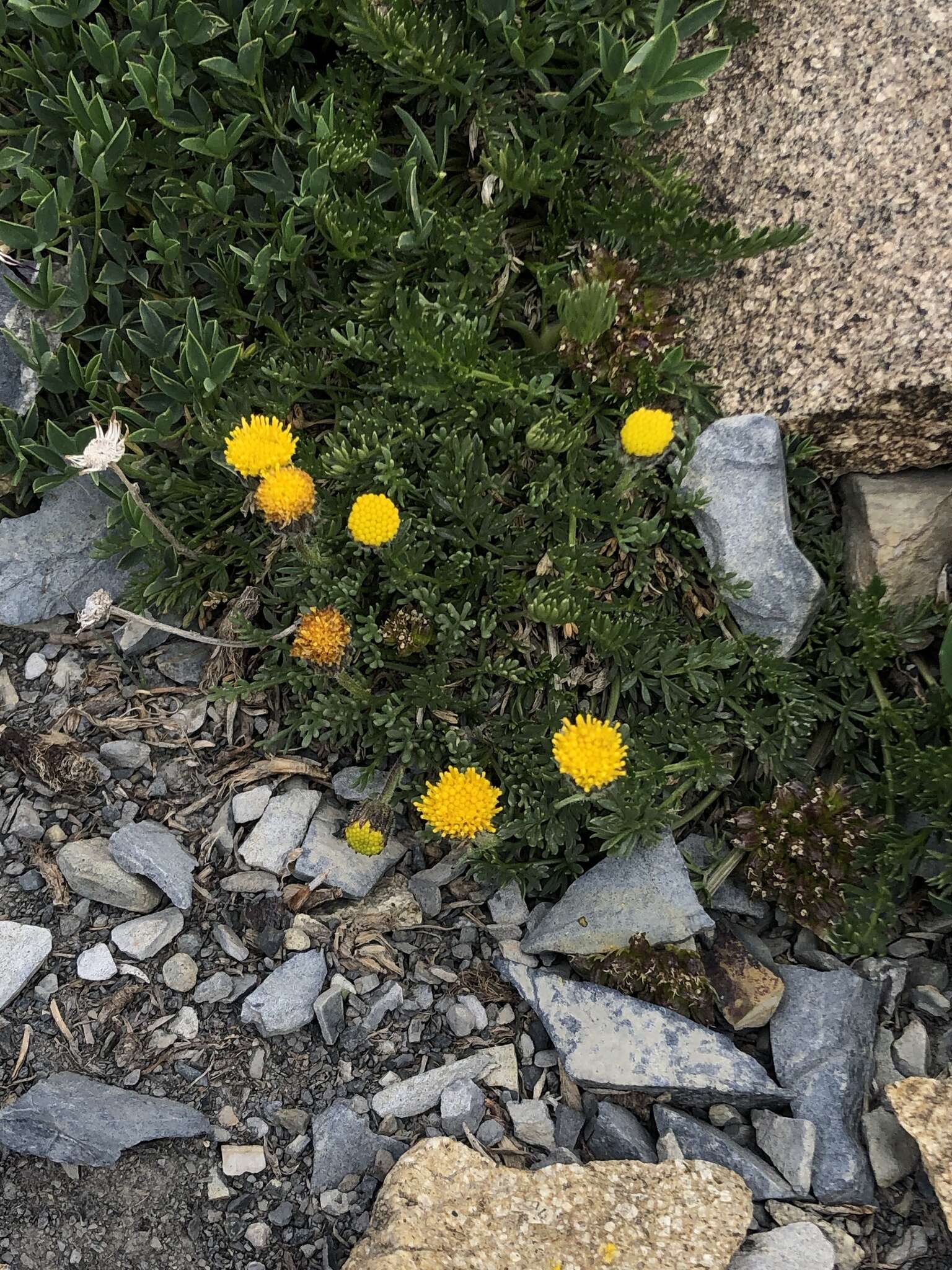 Image of depauperate fleabane