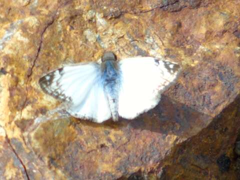 Image of Laviana White-Skipper