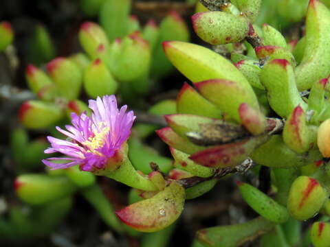 Image of Oscularia falciformis (Haw.) H. E. K. Hartm.