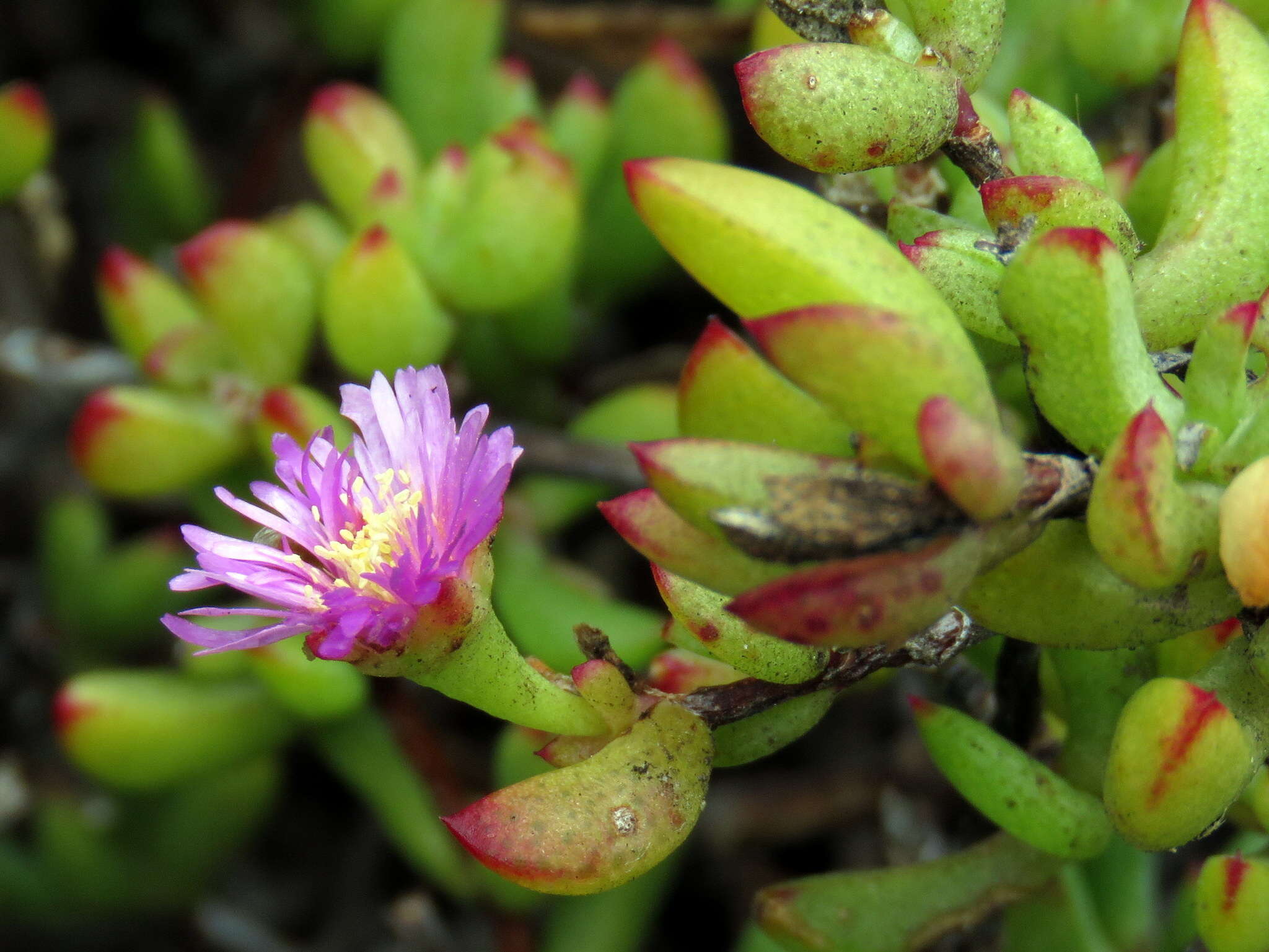 Imagem de Oscularia falciformis (Haw.) H. E. K. Hartm.