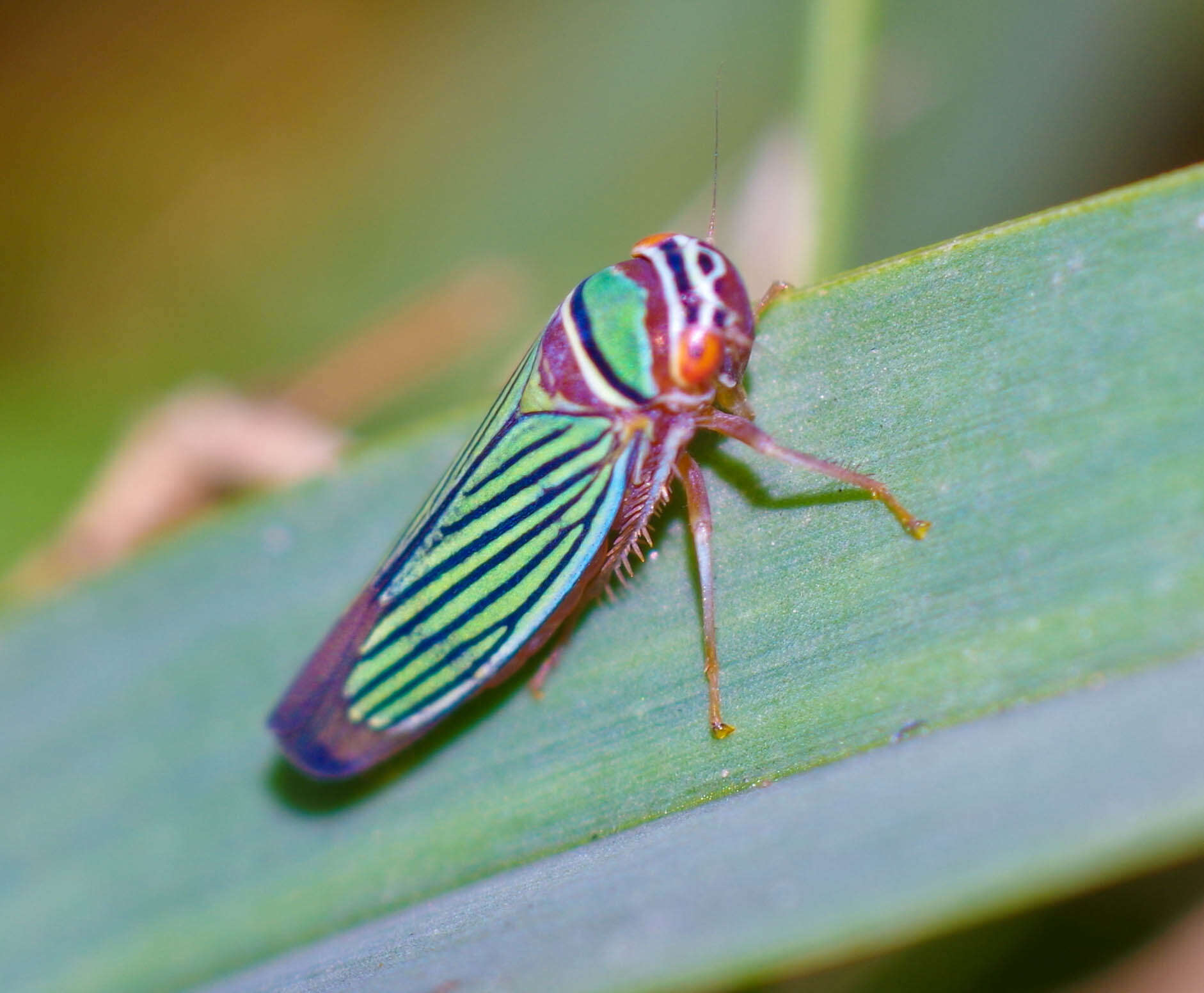 Image of Tylozygus fasciatus (Walker & F. 1851)