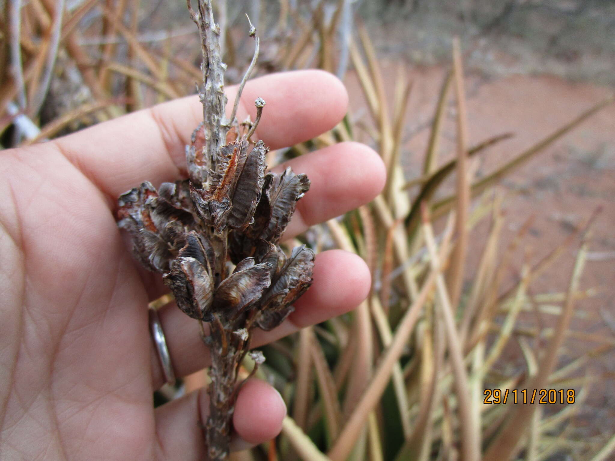 Image of Malapati aloe