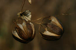 Image de Aristolochia albida Duch.