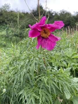 Image of Paeonia intermedia C. A. Mey. ex Ledeb.