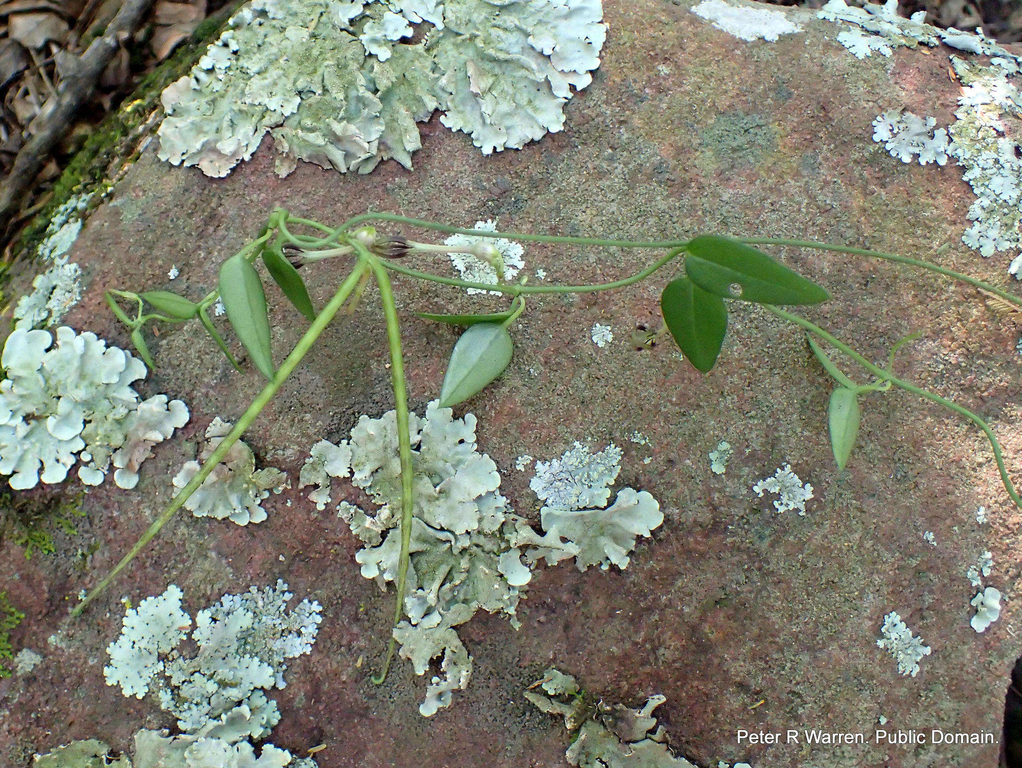 Image of Ceropegia linearis subsp. linearis