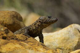 Image of Van Dam's Girdled Lizard