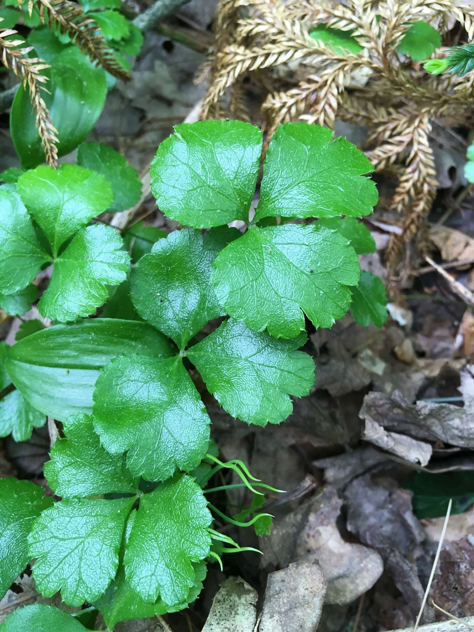 Image of Coptis trifolia subsp. trifolia