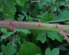 Image of Rubus amplificatus Lees