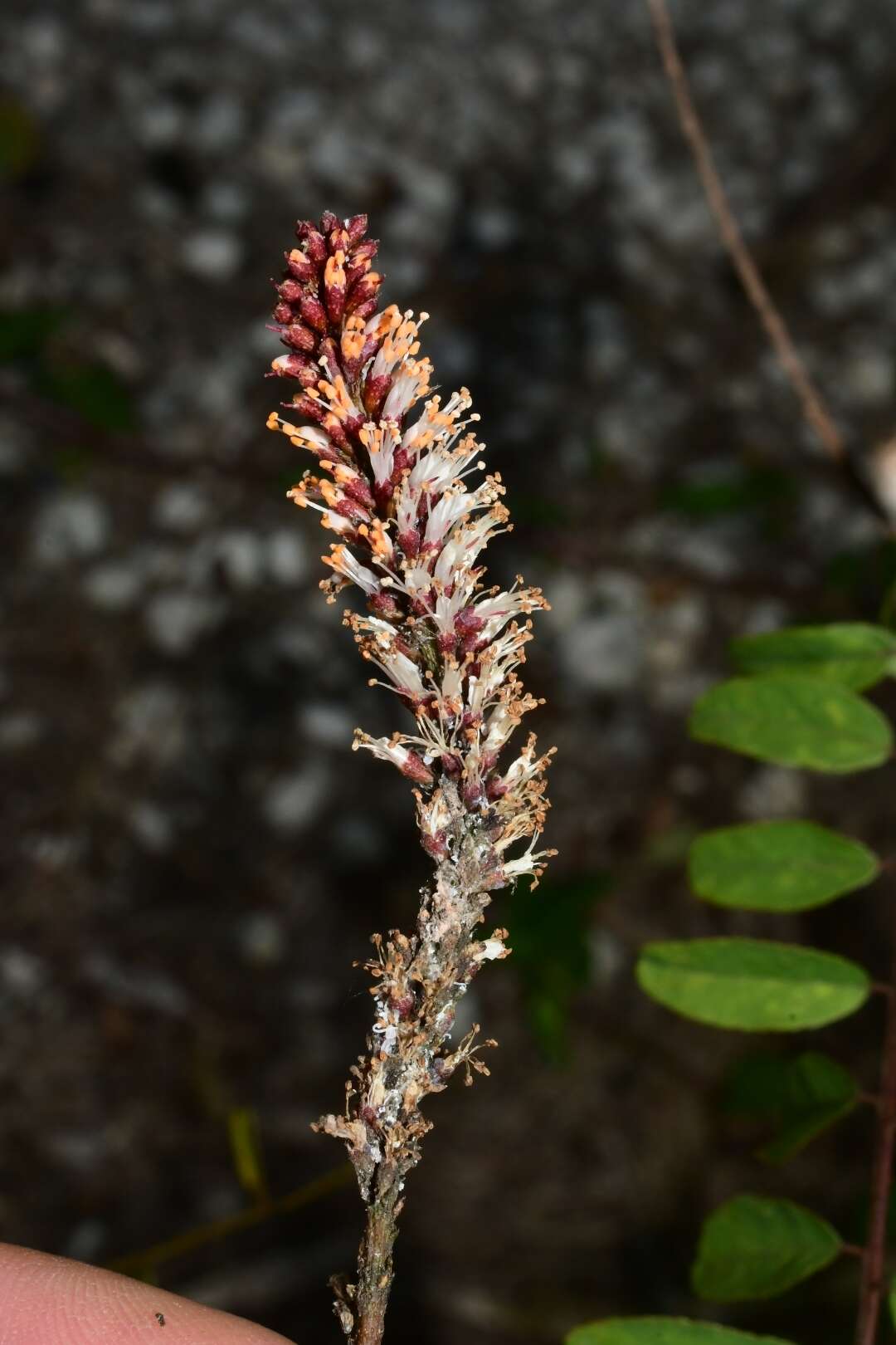 Image of clusterspike false indigo