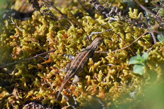 Image of Trans Volcanic Bunchgrass Lizard