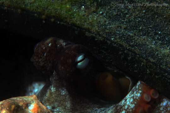 Image of Sydney octopus