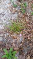 Image de Callisia graminea (Small) G. C. Tucker