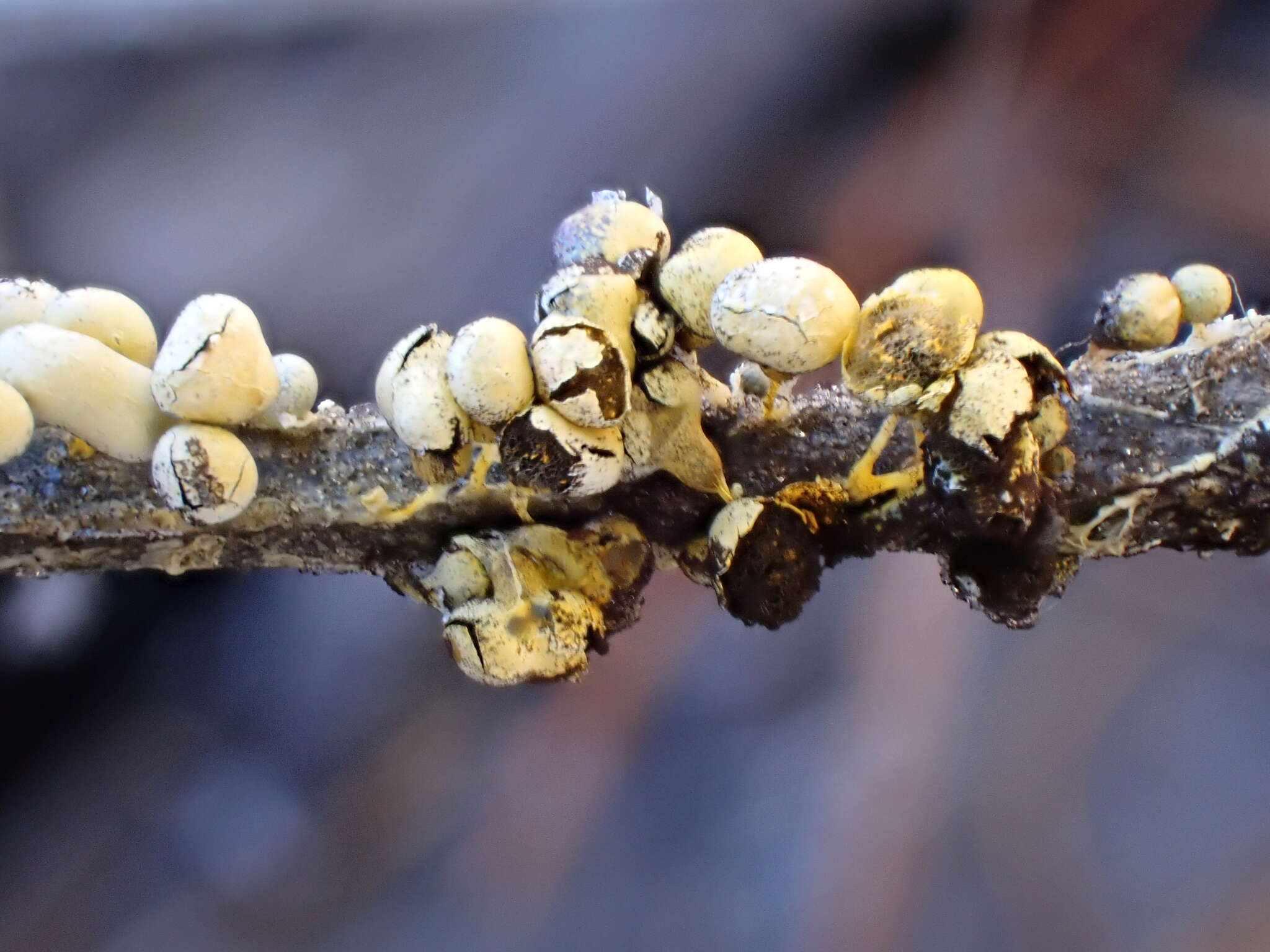 Image of Physarum albescens