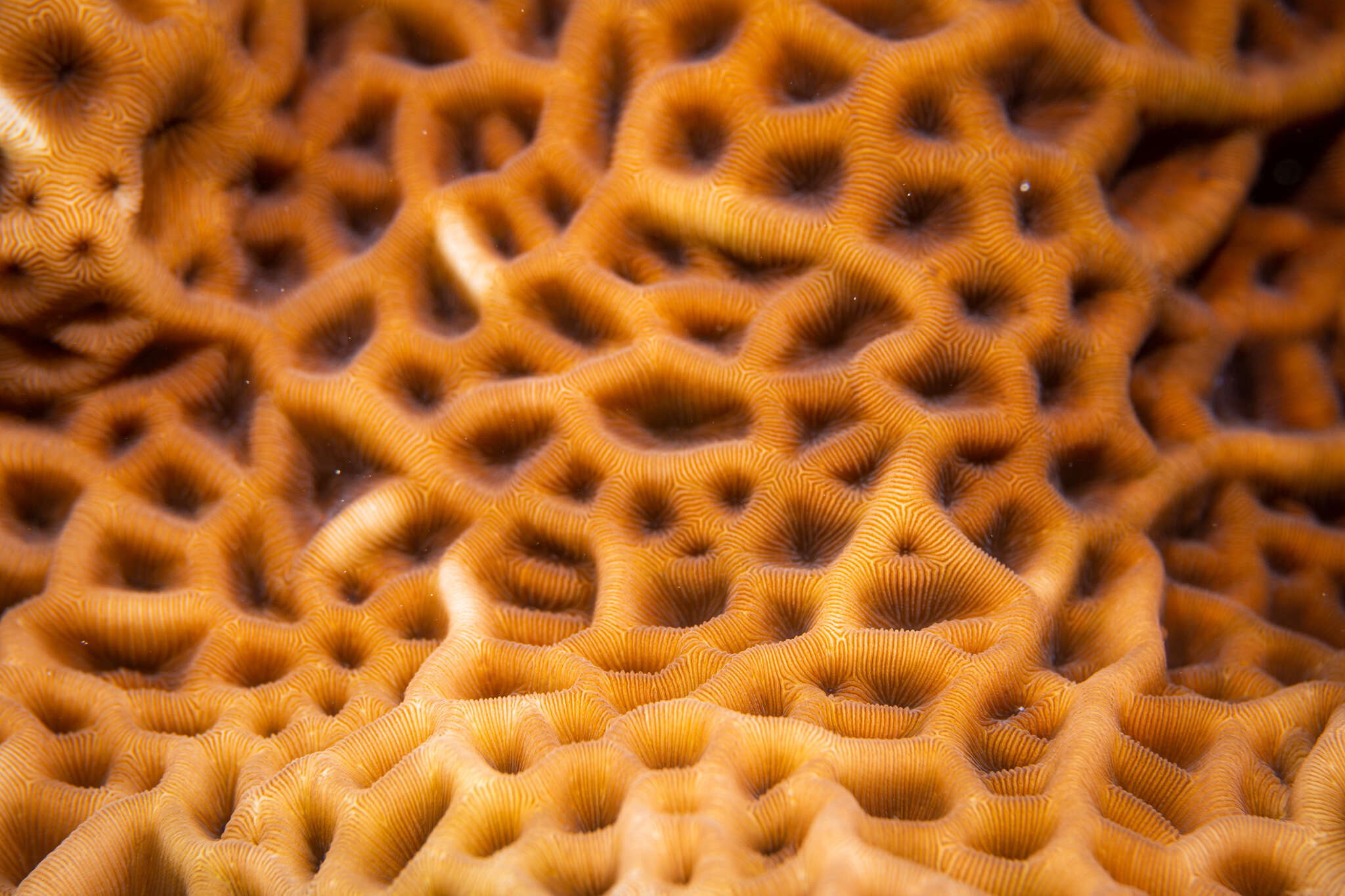 Image of Slender Lettuce Coral