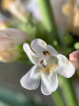 Image of western whiteflower beardtongue