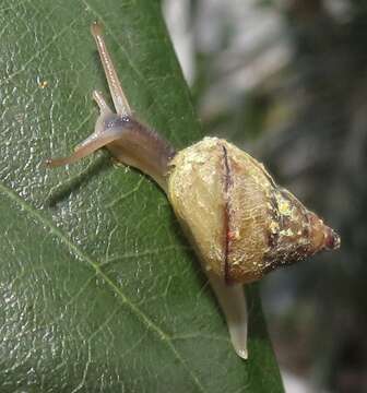 Image of Gittenedouardia arenicola (Benson 1856)