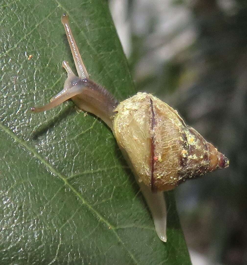 Image de Gittenedouardia arenicola (Benson 1856)