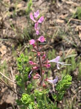 Image de Syncolostemon transvaalensis (Schltr.) D. F. Otieno