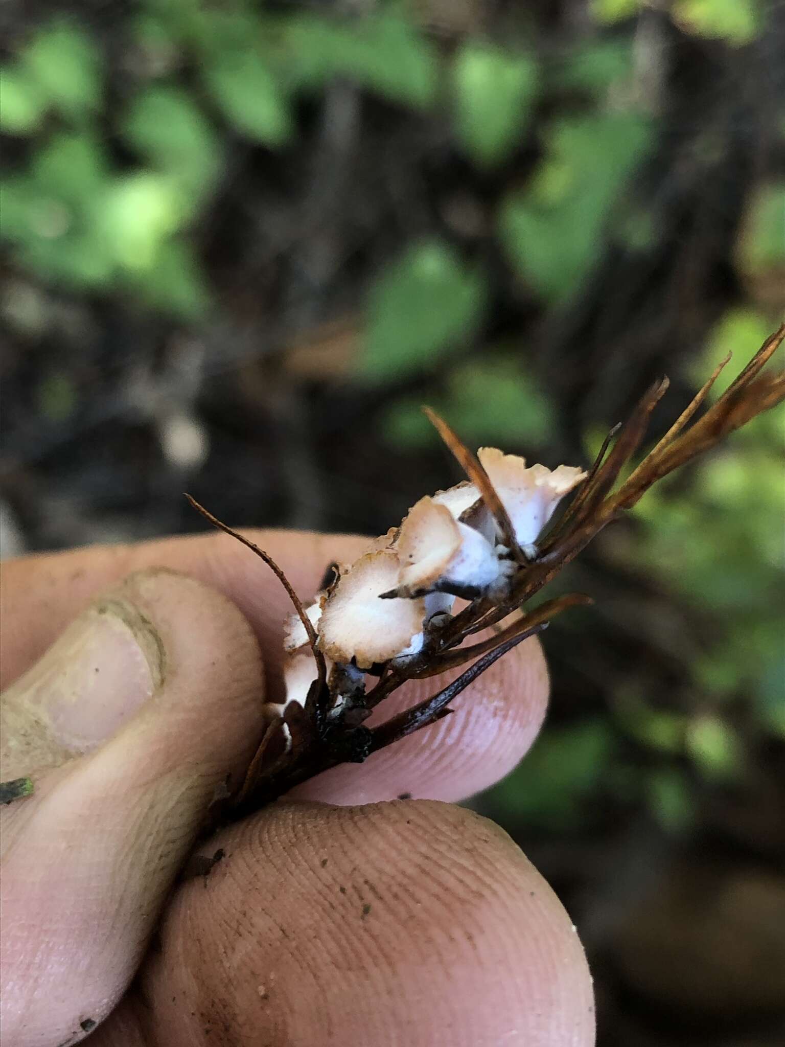 Image of Cypress Gall Midges