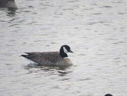 Image of Branta hutchinsii taverneri Delacour 1951