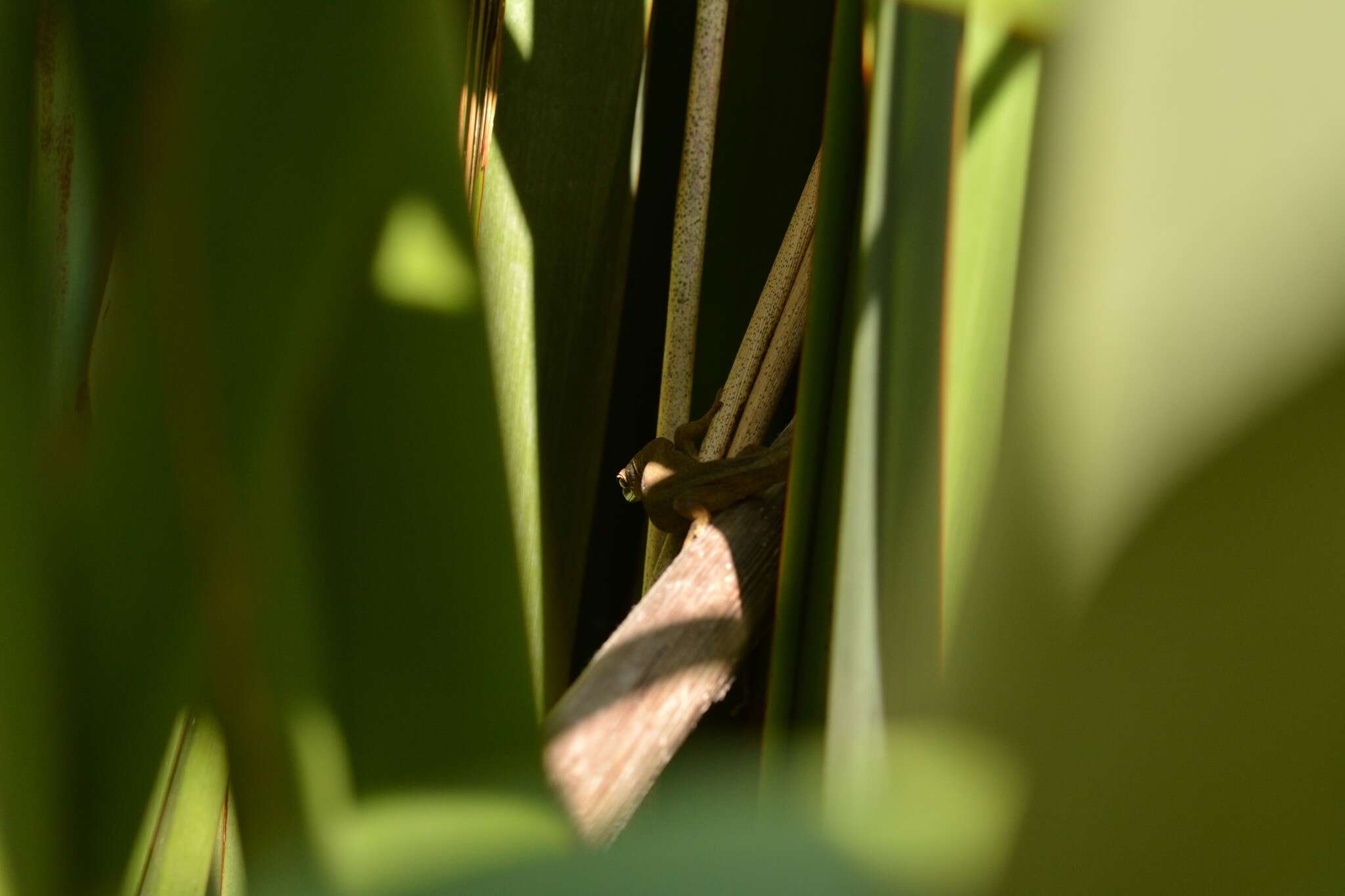 Image of Gold-striped Gecko