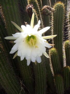 Plancia ëd <i>Trichocereus spachianus</i>