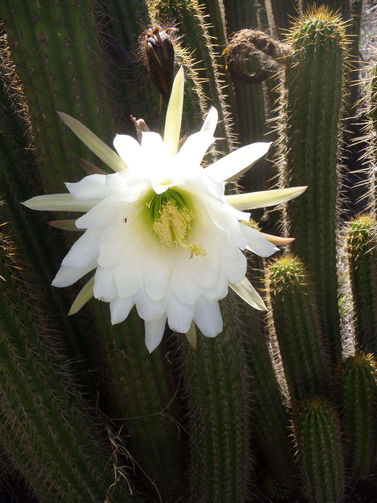 Image of <i>Trichocereus spachianus</i>