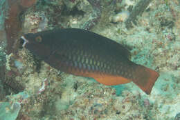 Image of Three-colour Parrotfish