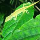 Anolis paravertebralis Bernal-carlo & Roze 2005 resmi