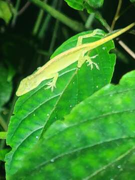 Anolis paravertebralis Bernal-carlo & Roze 2005 resmi