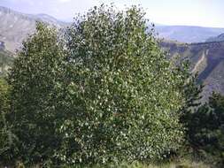 Imagem de Betula pubescens var. litwinowii (Doluch.) Ashburner & McAll.