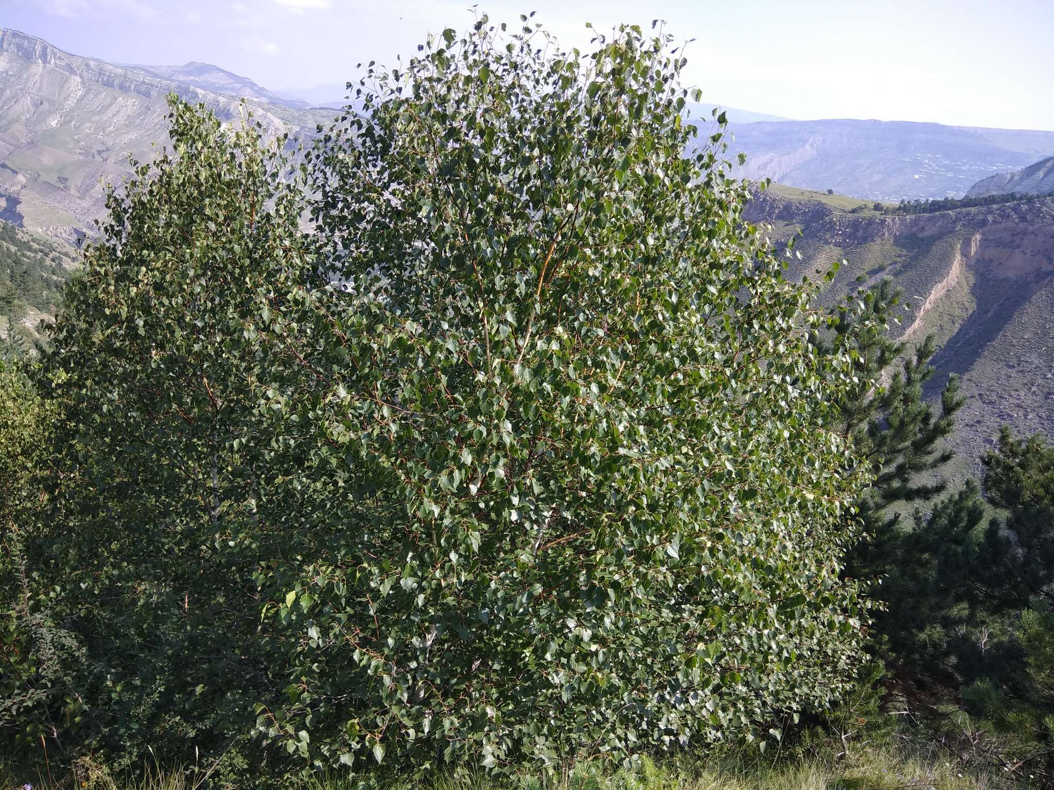 Image of Betula pubescens var. litwinowii (Doluch.) Ashburner & McAll.