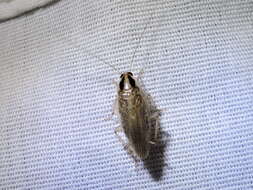 Image of Field Cockroach