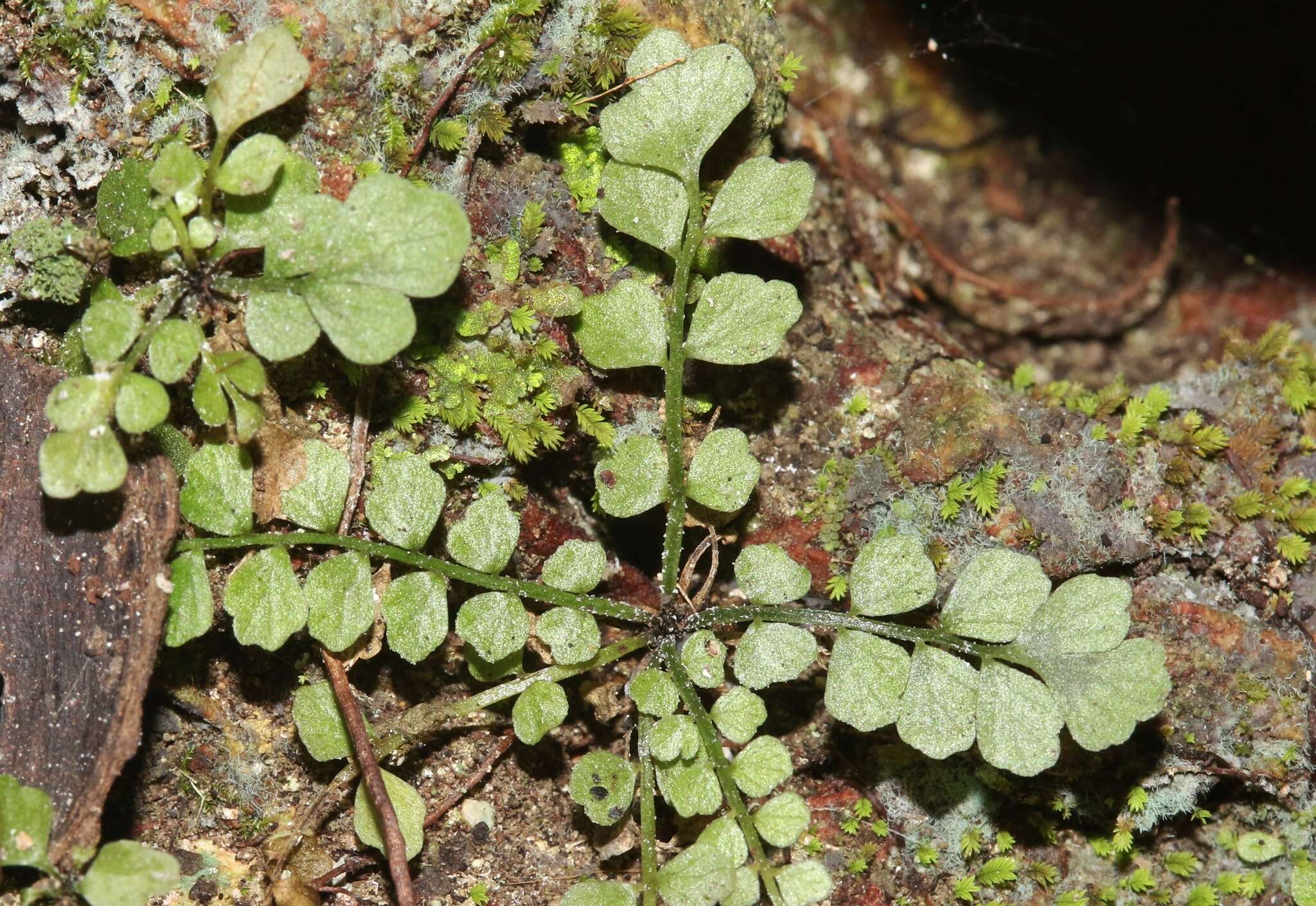 Image of Asplenium dentatum L.