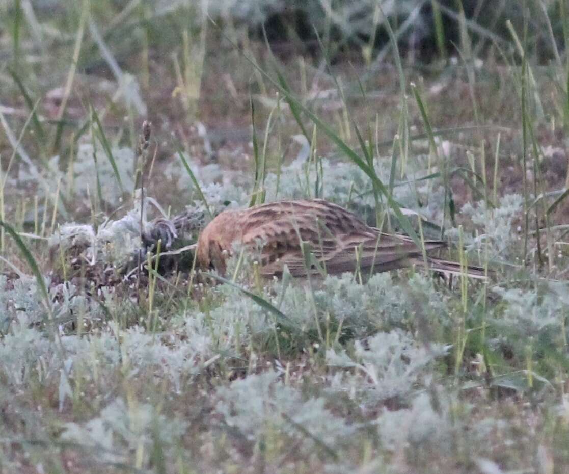 Image of Greater Short-toed Lark