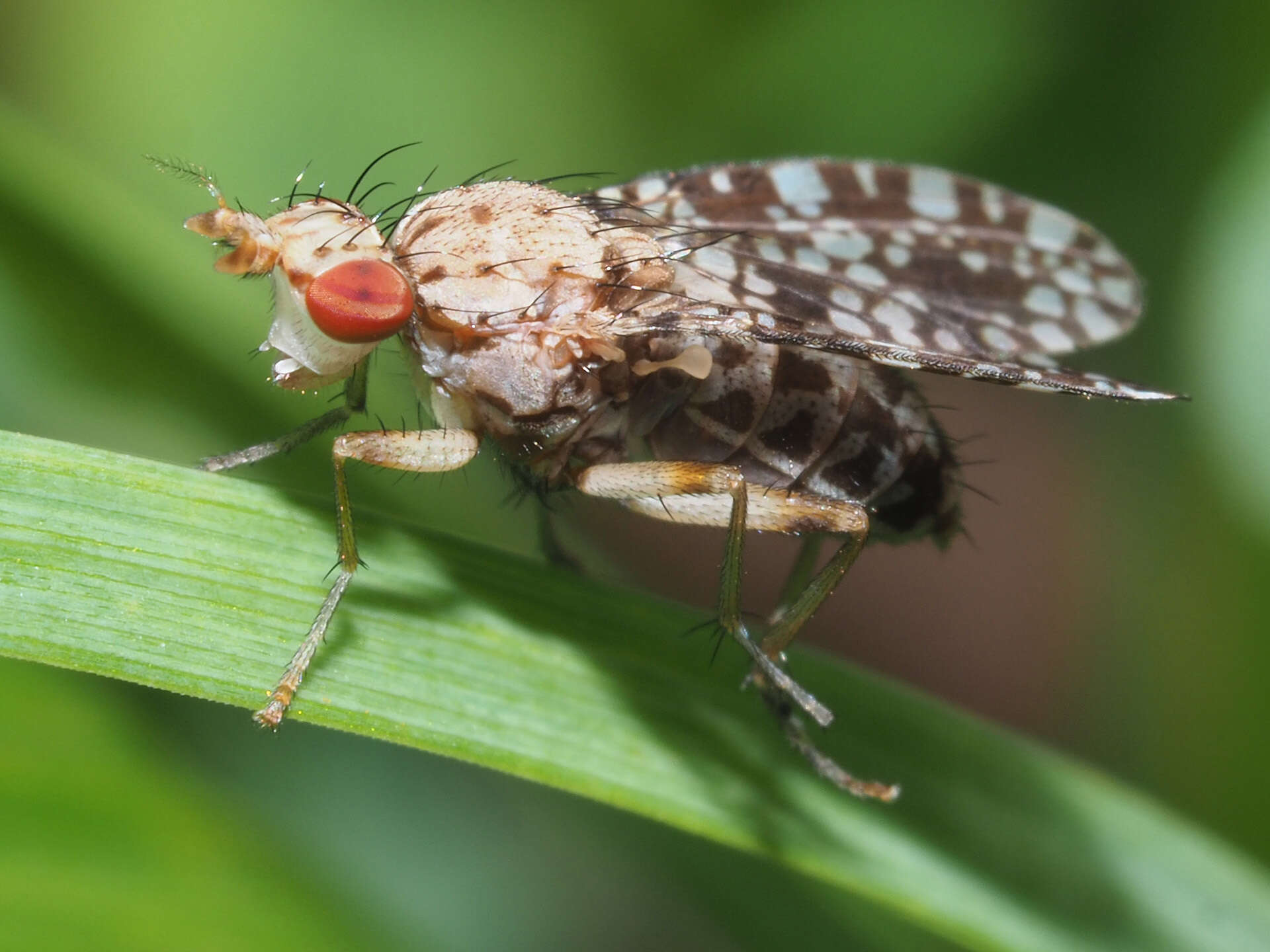 Image of Trypetoptera punctulata (Scopoli 1763)