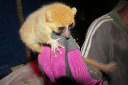 Image of Brown Mouse Lemur