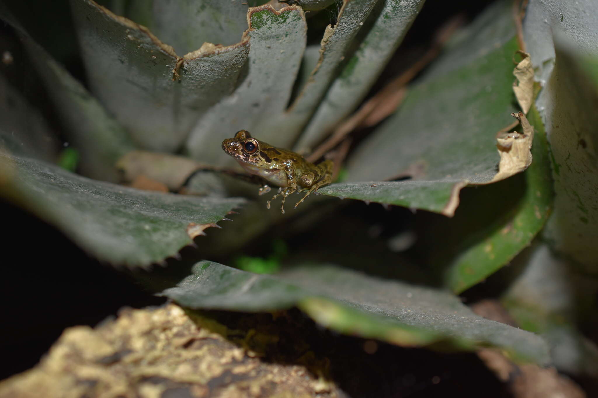 Plancia ëd Craugastor decoratus (Taylor 1942)