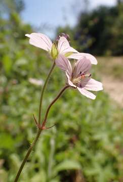 Image of Geranium ornithopodon Eckl. & Zeyh.