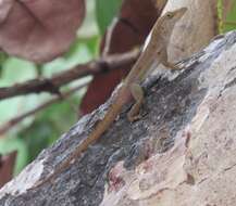 Image of Saint Croix's anole