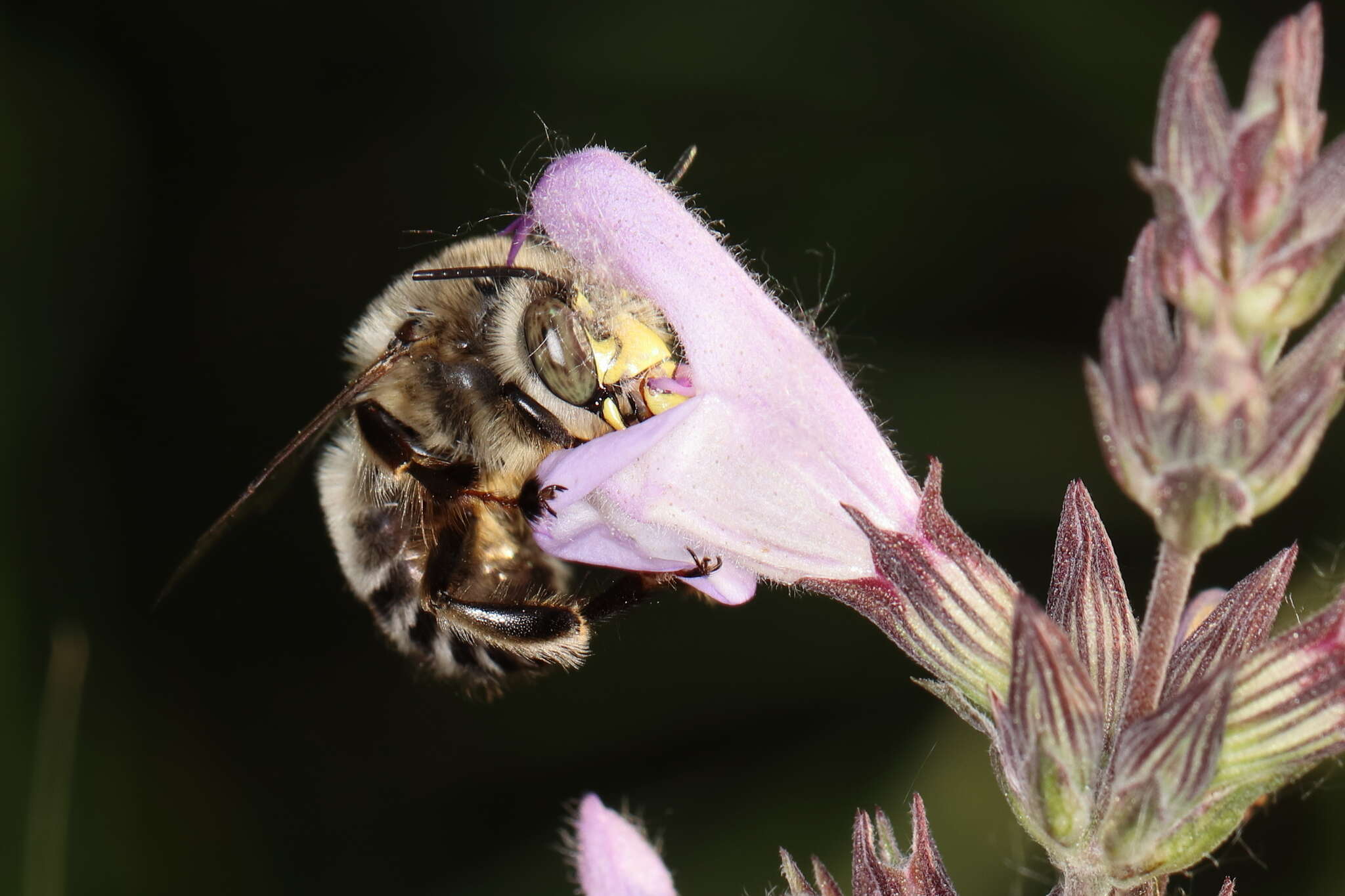 Image of Anthophora fulvitarsis Brullé 1832