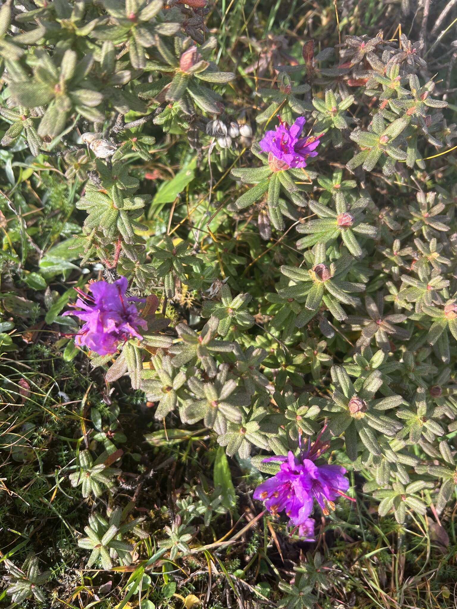 Image of Rhododendron setosum D. Don