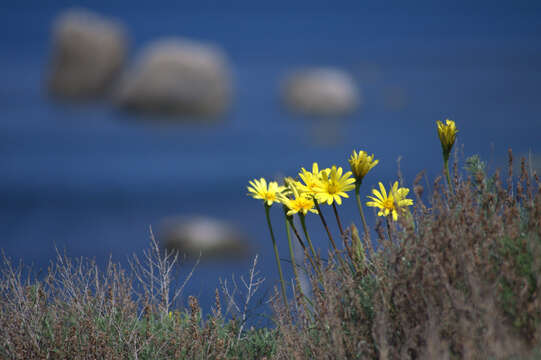 Image of Tragopogon pusillus M. Bieb.