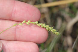 Image of rigid sedge