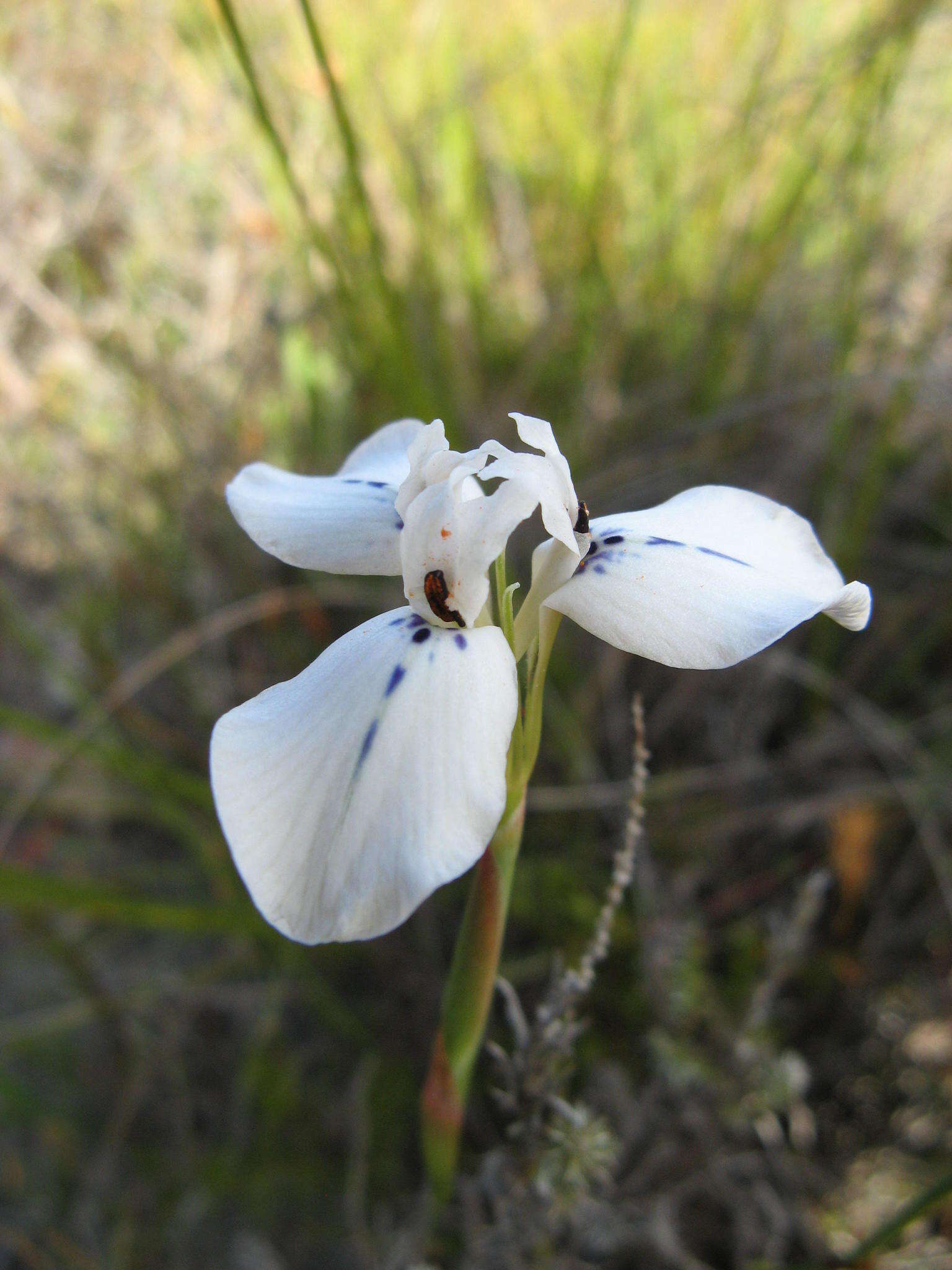 Moraea longiaristata Goldblatt resmi