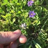 Sisyrinchium ensigerum E. P. Bicknell的圖片